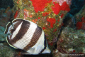   Angel fish  